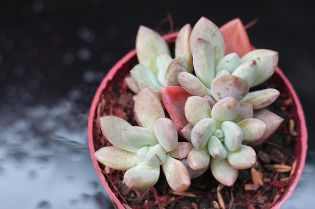 vetplant schoonheid, close-up weergave