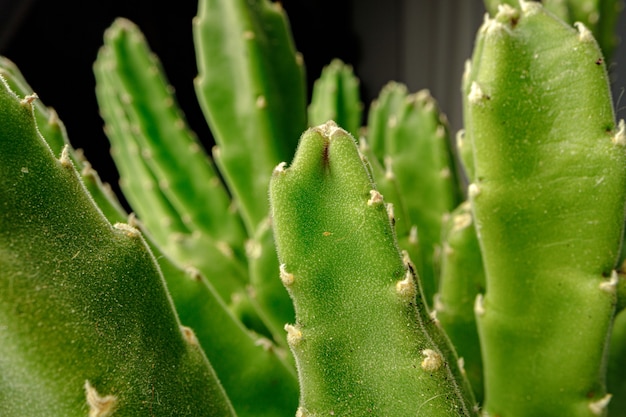 Vetplant verlaat op zwarte achtergrond close-up