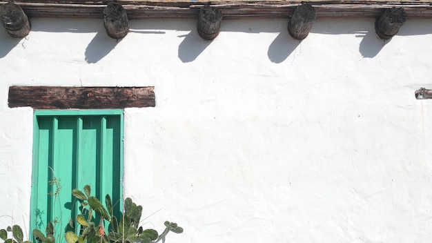 Vetplantcactus bij witte muur met groen houten raam Mexicaanse tuin