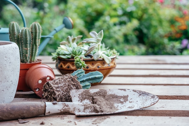 Vetplanten en cactussen verpotten in de moestuin