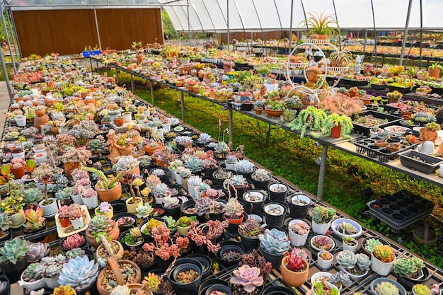 Vetplanten en cactustuin Cactuspot versieren in de tuin prachtige cactusboerderij en vetplantentuin in kas