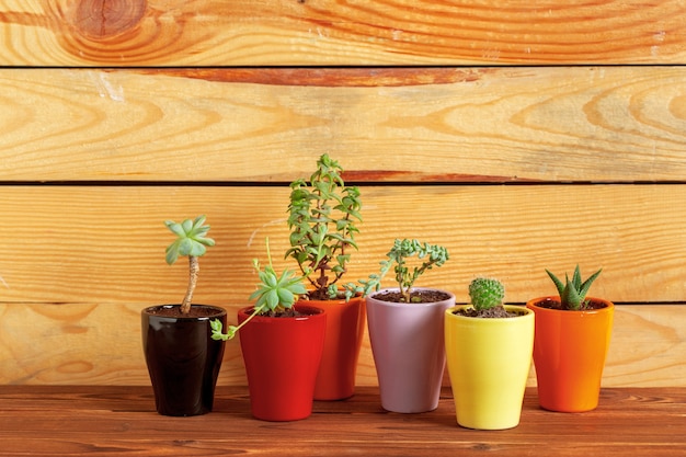 Vetplanten gegroepeerd op tafel