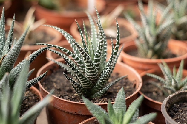 Vetplanten in bruine potten