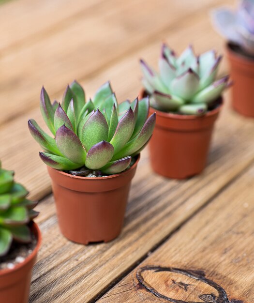 Vetplanten in de bruine bloempot op de houten plank als achtergrond