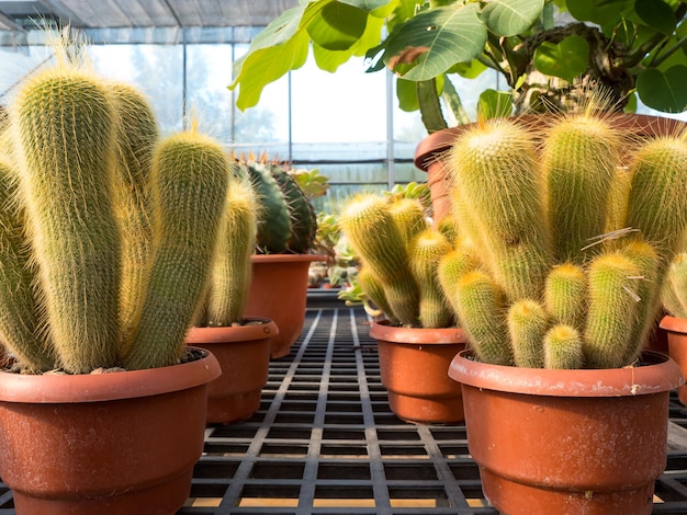 Vetplanten in de tuin