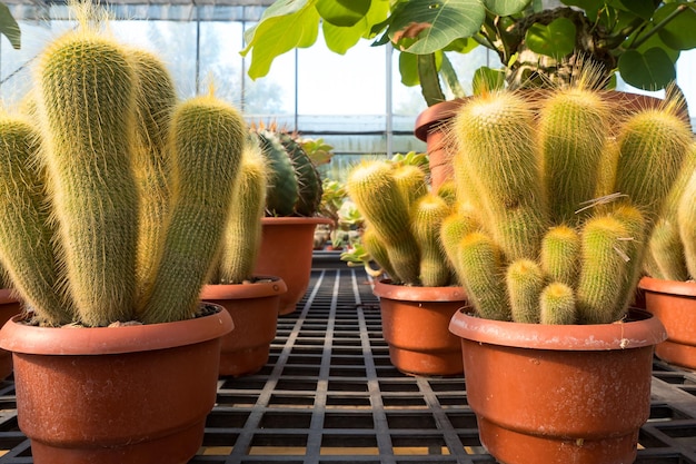 Vetplanten in de tuin