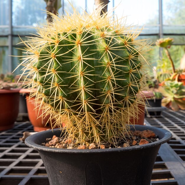 Vetplanten in de tuin