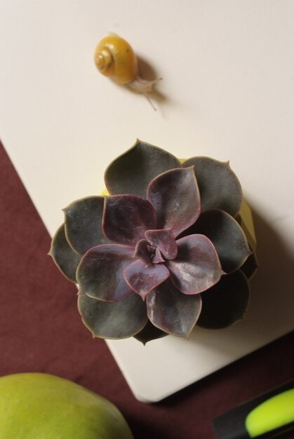 Foto vetplanten in gele betonnen pot op tafel met kleine slak in de buurt van appel en laptop.