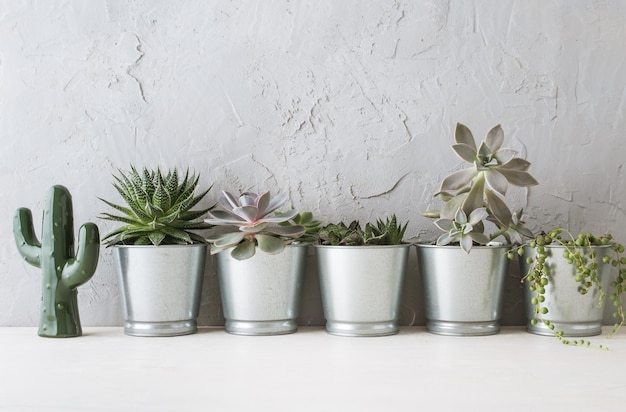 Vetplanten in het scandinavische interieur bij de betonnen muur