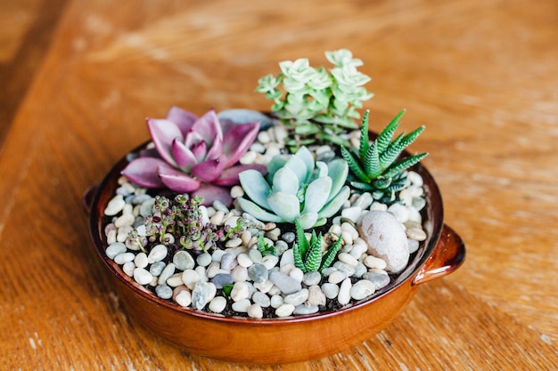 Vetplanten in potten, bloemen thuis