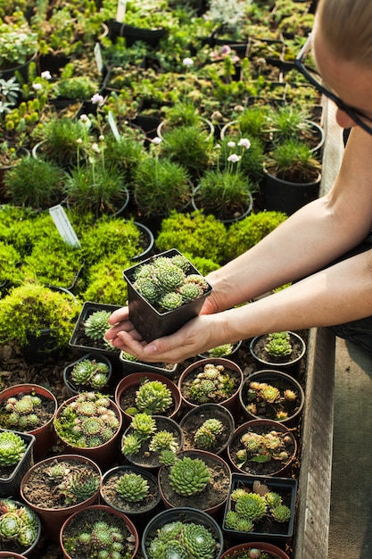 Vetplanten in potten kiezen voor een rotstuin