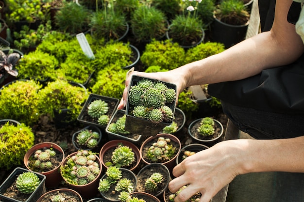 Vetplanten in potten kiezen voor een rotstuin