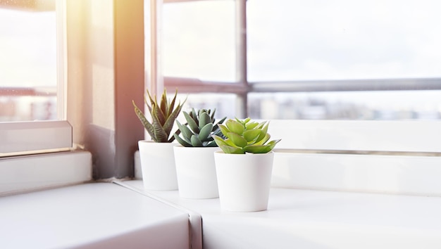 Vetplanten in potten op de vensterbank Minicactussen gepot in witte potten