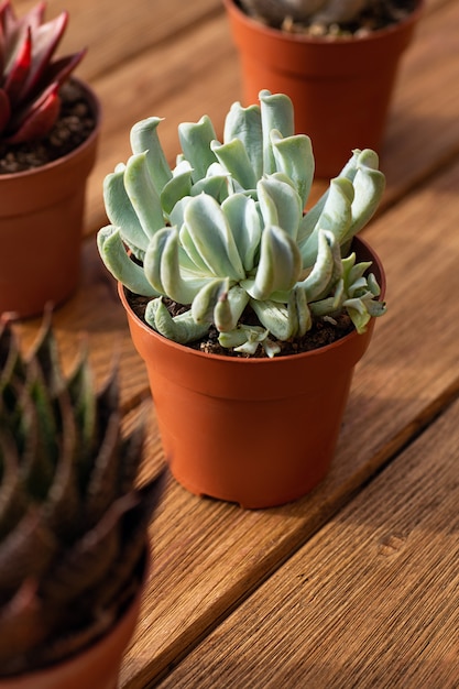 Vetplanten op de houten plank als achtergrond