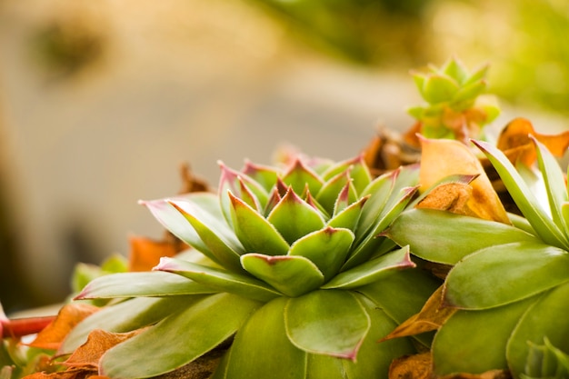 Vetplanten op de rots, groene kleur, mooie plant macro en close-up.