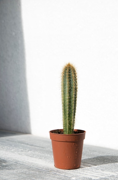 vetplanten op een houten ondergrond