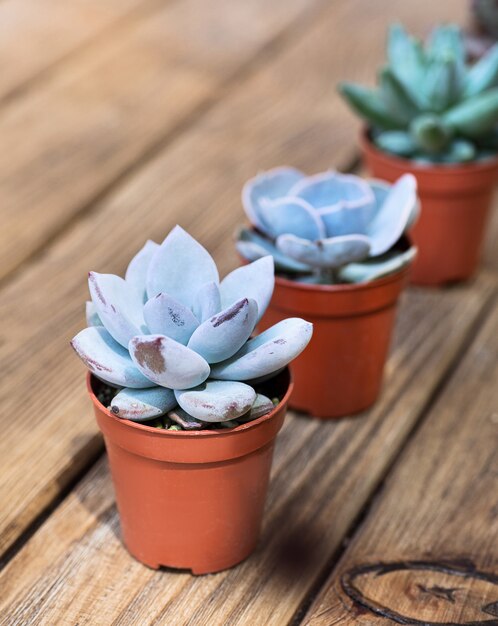 Vetplanten op het houten bord als achtergrond achter elkaar.