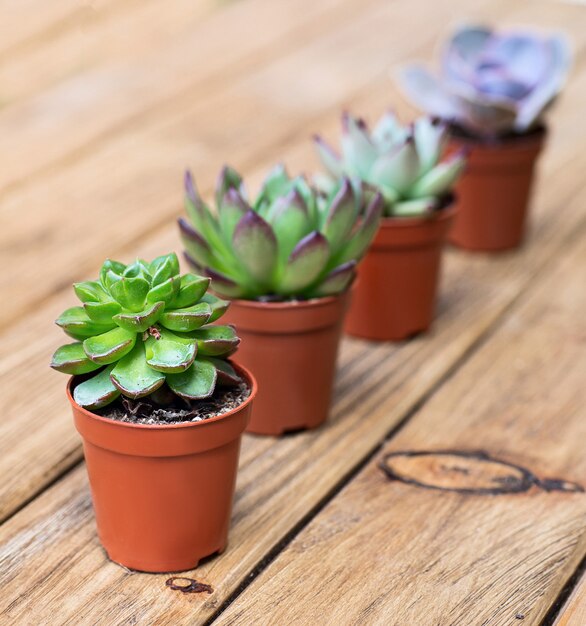 Vetplanten op het houten bord als achtergrond achter elkaar.