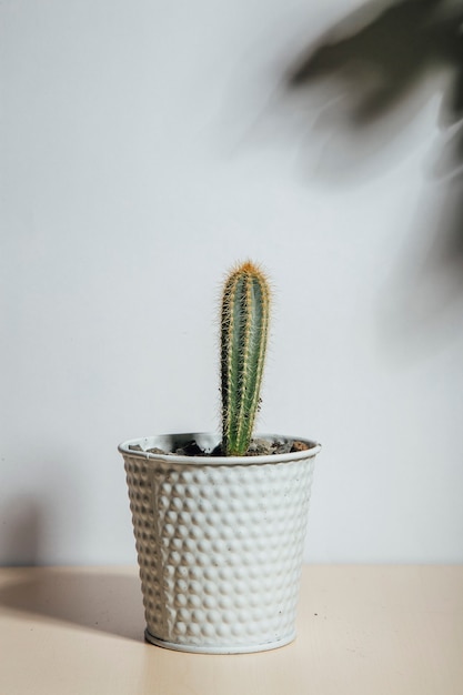 Vetplanten op witte achtergrond het concept van huiskleuren