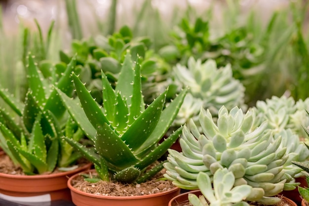 Vetplanten planten op de markt op straat