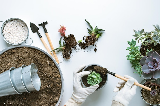 Vetplanten planten