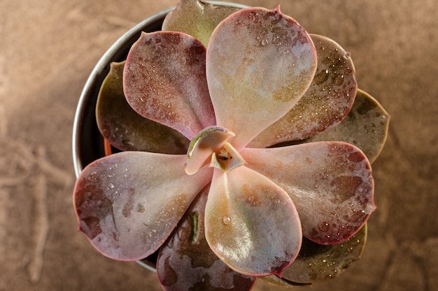 Vetplanten rood echeveria close-up