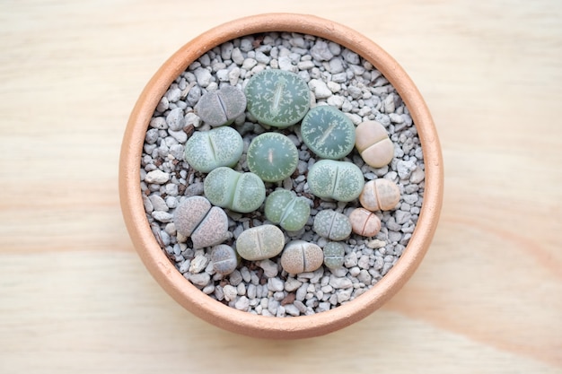 Vetplanten van Lithops, Cactus