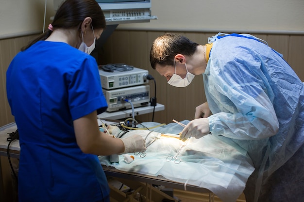 Veterinari che fanno un intervento chirurgico in clinica.