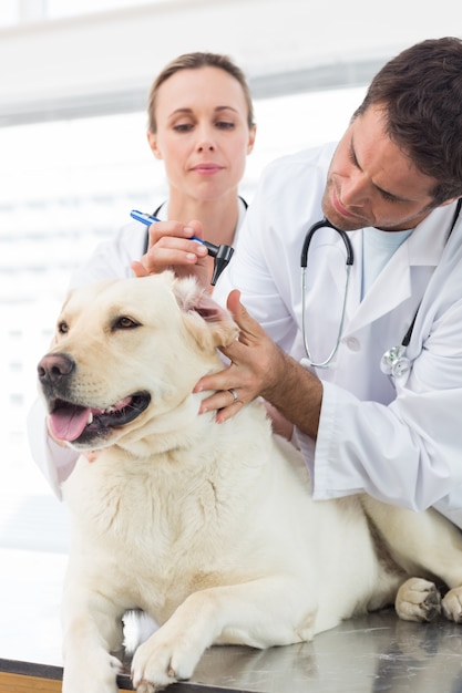 Vets examining ear of dog