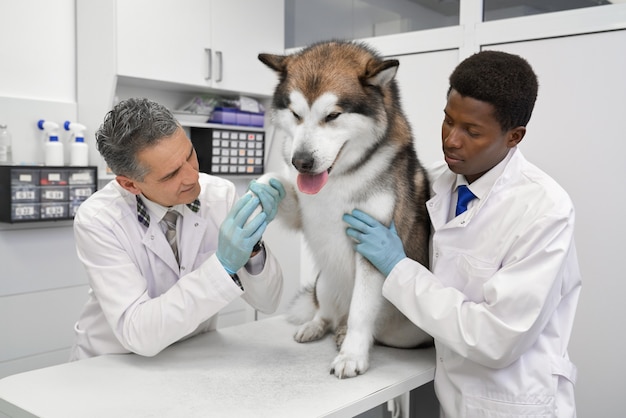 Photo vets observing, examining paw of malamute.