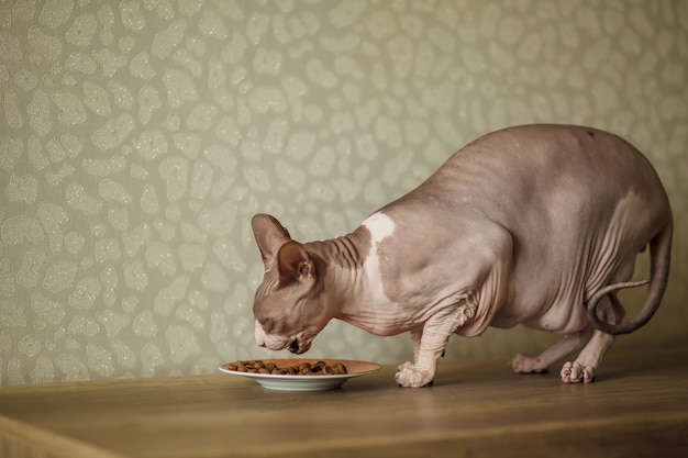 Vette Egyptische kat die kattenvoedsel eet