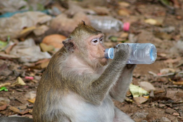 Vette straat aap drinkt water uit plastic vuilnis in Sihanoukville Cambodja