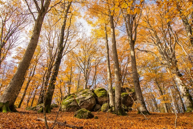 Буковый лес Ветуста на горе Чимино осенью с покрытыми мхом скалами Листва в Аппеннино Лацио Италия