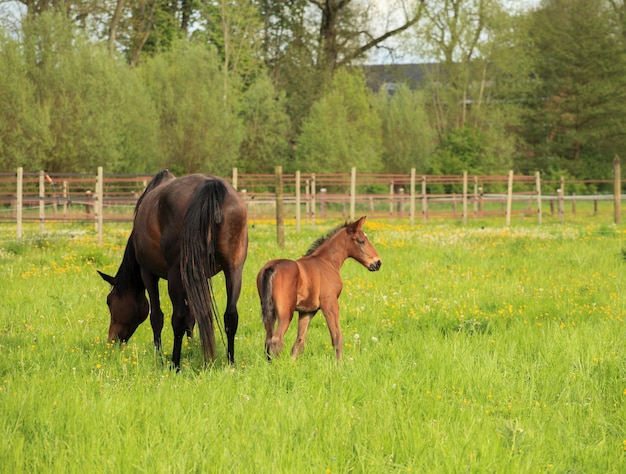 Veulen en zijn moeder in een veld