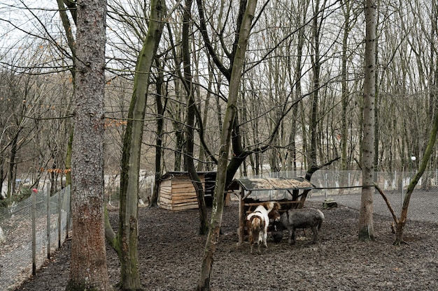 Veulen pony in een kinderboerderij boerderij