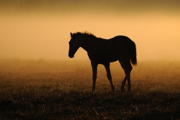 Veulen wandelen in de mist op de achtergrond velden tegen de dageraad