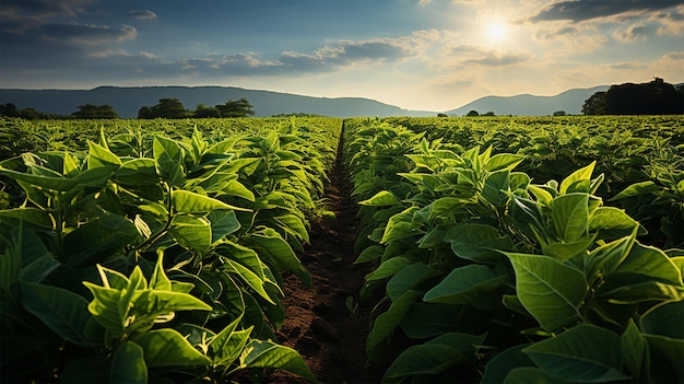 Vibrant agricultural field under sunny sky showcasing natural beauty