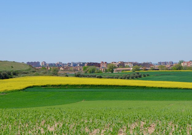 Vibrant agricultural fields at springtime near Guadalajara city community of CastilleLa Mancha Spain