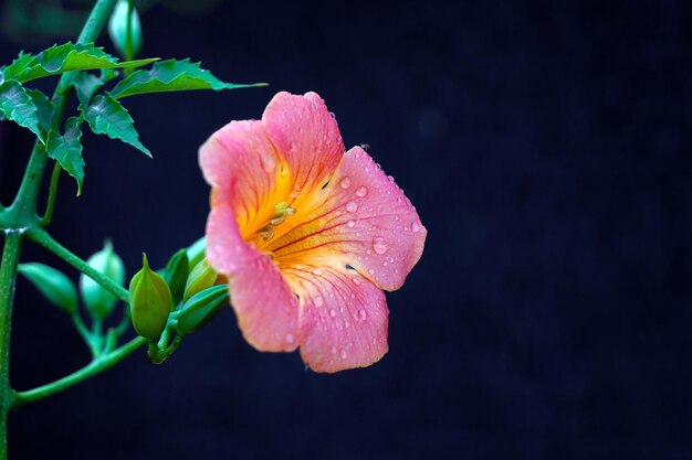 Vibrant array of flowers