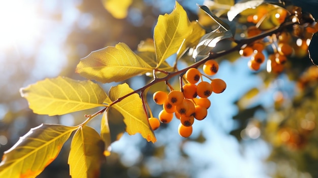 写真 黄色いベリーを持つ活発な秋のホリー枝 uhd 自然に触発された画像