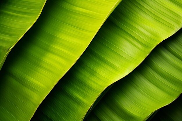 Photo vibrant banana leaf background banana leaf background green leaf wallpaper nature