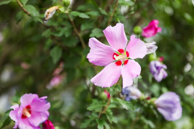 鮮やかな花は感情を表します 赤は愛を表します 白は純粋さを表します 花は宇宙の感情を映し出します