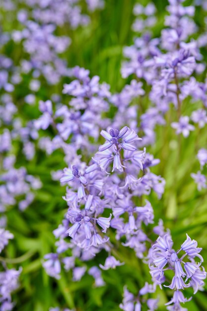 Vibrant Bluebells growing in a garden in spring on a sunny day Bright flowers bloom in a green field outdoors in nature on a summer afternoon Purple plants blossoming in a botanical lawn