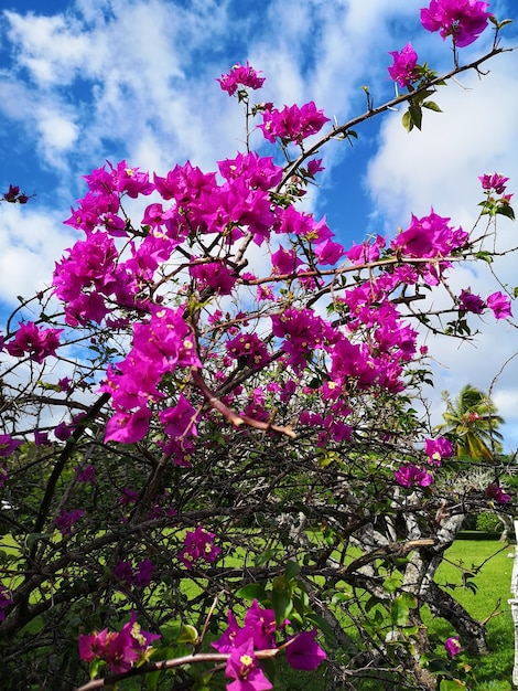 Photo vibrant bougainvillea flowers against the backdrop of the sky rarotonga cook islands