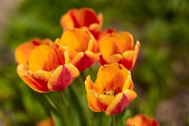Vibrant bright background with yellow tulips Springtime background Beautiful nature