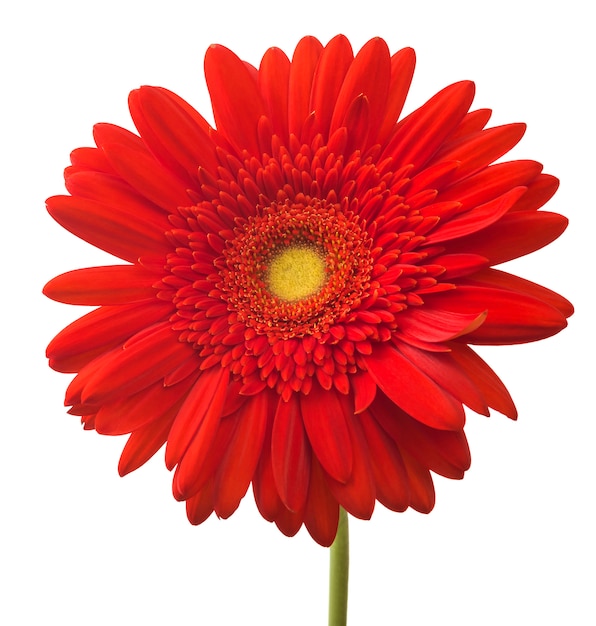 Vibrant bright red gerbera flower