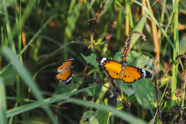 Photo vibrant butterfly wings in nature's garden delicate fluttering insect captured in detailed closeup