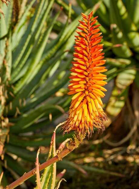 Vibrant Candelabra Aloe flora growing in a backyard garden or outdoors in nature on a sunny summer day Closeup detail of an orange plant in a forest field with sunlight on a spring afternoon