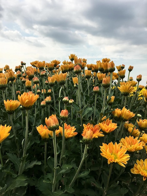 Photo the vibrant chrysanthemum in the organic farm under the cloud sky for travel and agriculture in the countryside front view with the copy space