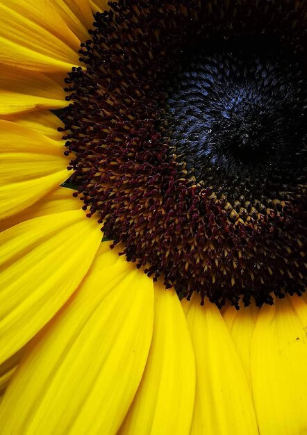 Foto vibrant close up zonnebloem